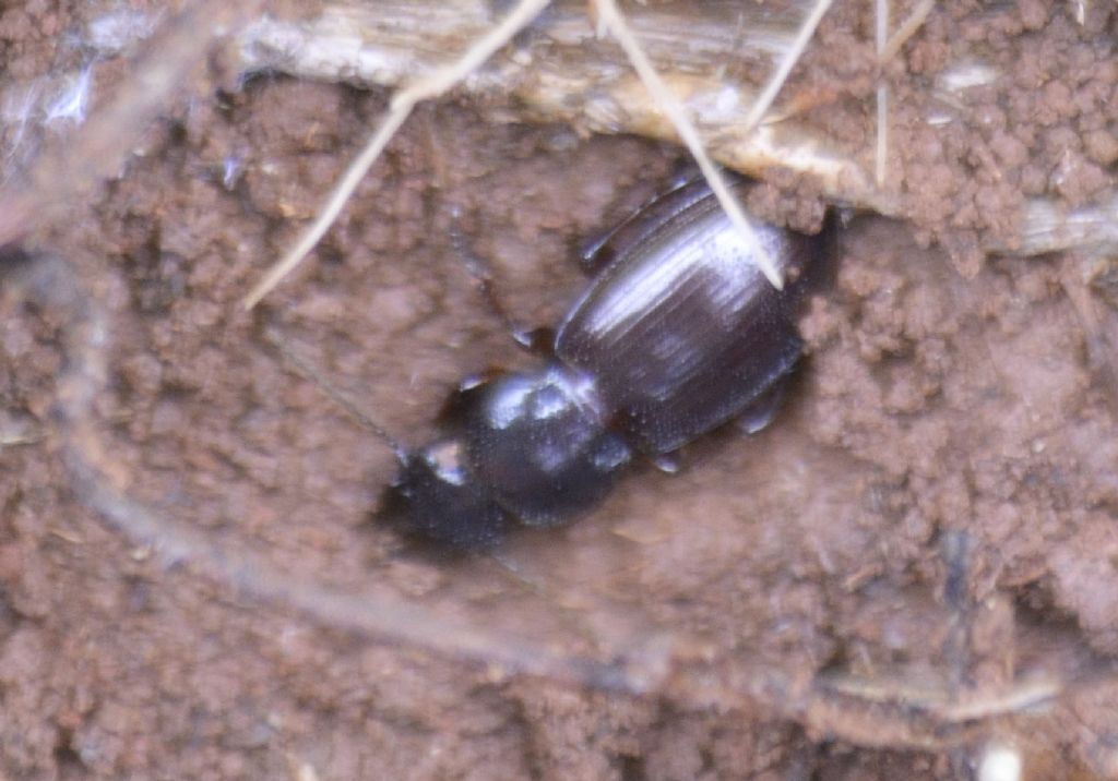 Carabidae: Molops cfr. ovipennis